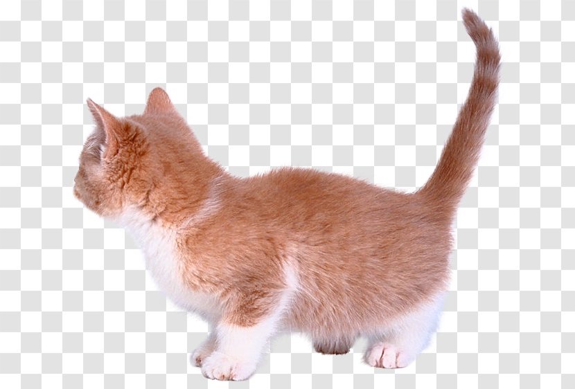 Kitten Munchkin Cat American Wirehair European Shorthair Aegean Transparent PNG