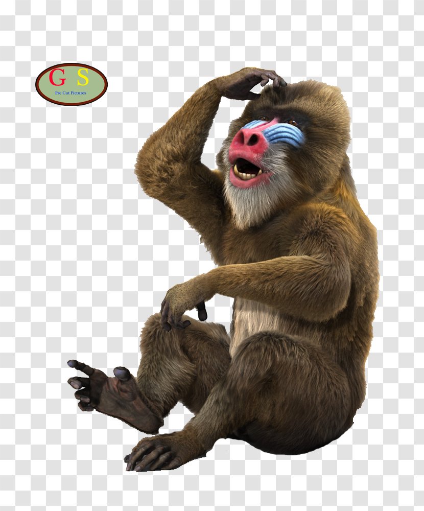Macaque Mandrill Monkey Simian Cercopithecidae - Common Chimpanzee - Primate Transparent PNG