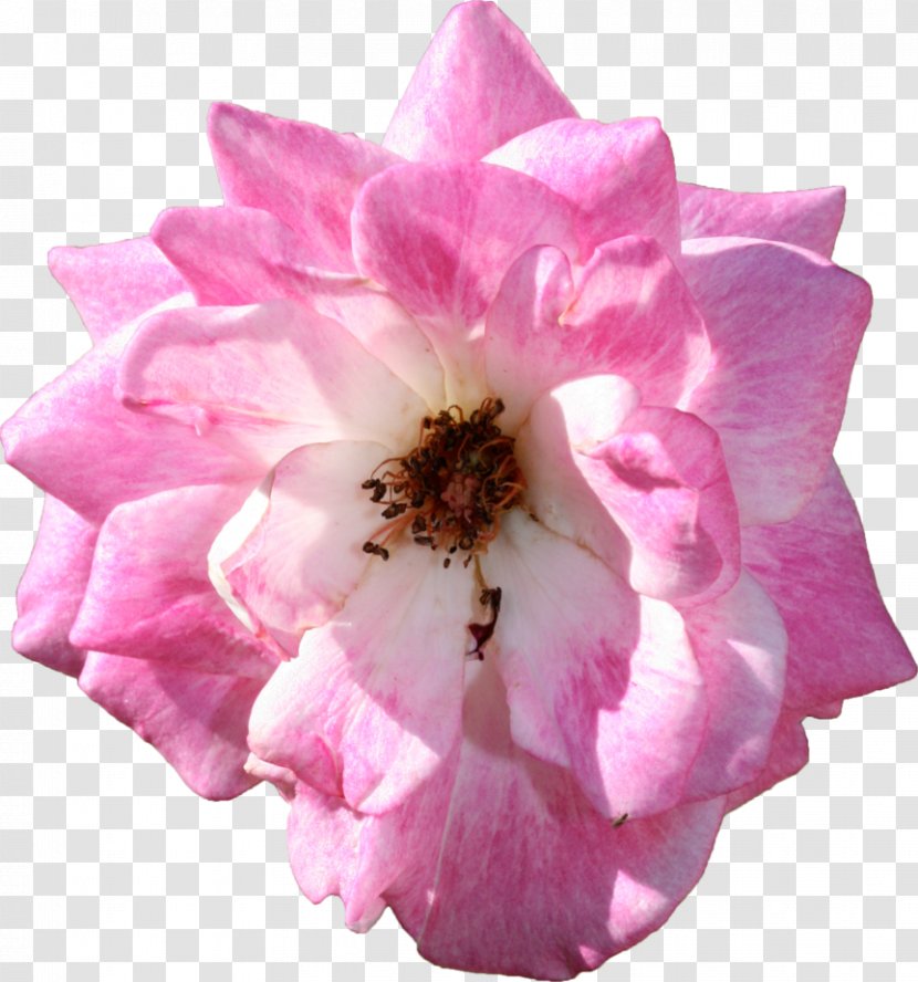 Centifolia Roses Garden Floribunda Flower - Pink Flowers Transparent PNG