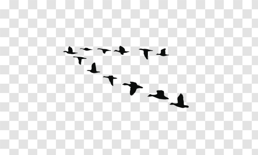 Goose Swans Vector Graphics Illustration Duck - Water Bird - Appreciative Transparent PNG