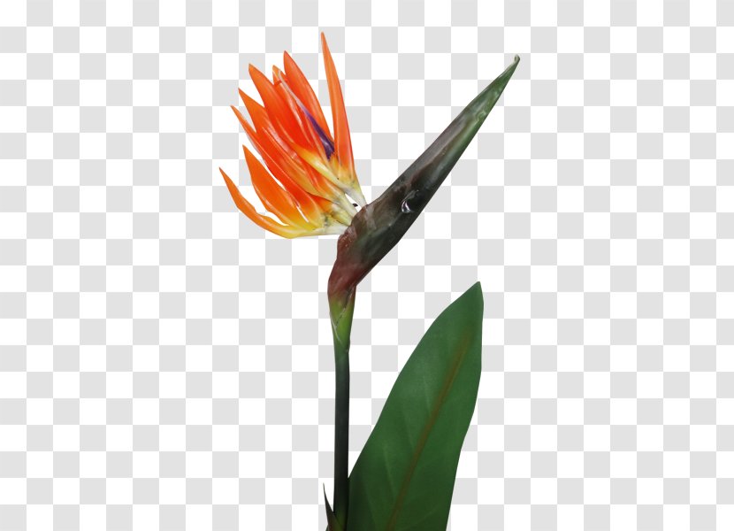 Bird Of Paradise Flower Bird-of-paradise Plant Stem - Flowering Transparent PNG