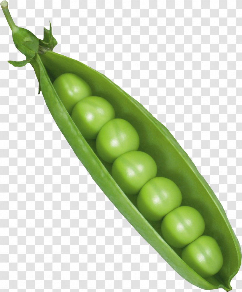 Pea Vicia Cracca Canning Icon - Lima Bean Transparent PNG
