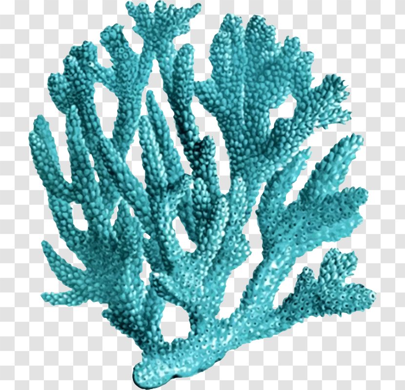 Coral Reef Printmaking Sea - Aqua Transparent PNG
