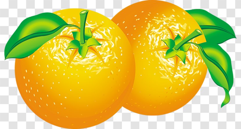 Orange Juice Vector Graphics Fresh Oranges Fruit - Tangerine Transparent PNG