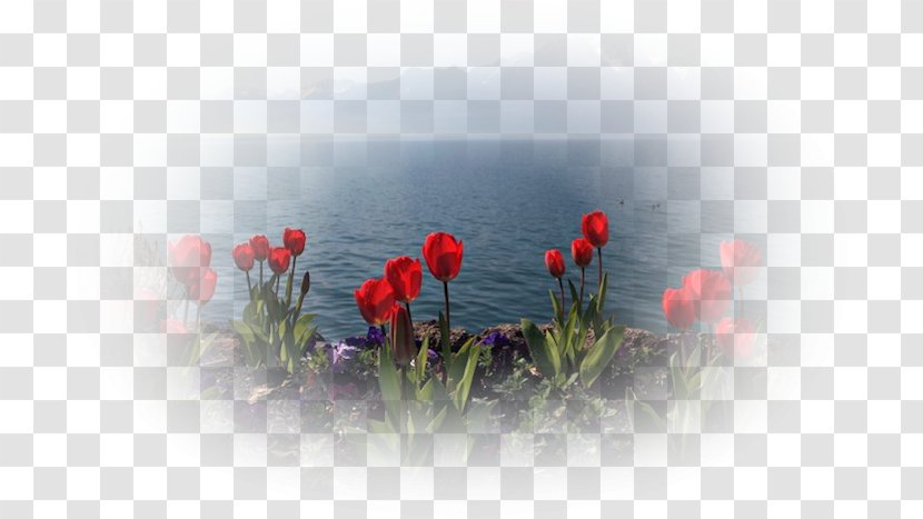 1.2.3 April Shower Week Month Rain - Flower - Tulip Transparent PNG