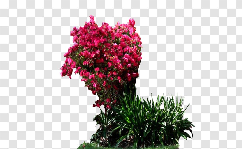 Shrub Garden DeviantArt Houseplant - Cut Flowers - Pink Transparent PNG
