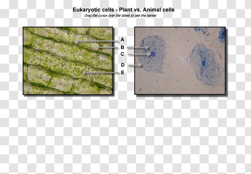 Plant Cell Osmosis Cèl·lula Animal Organelle - Waterweeds - Plants Transparent PNG