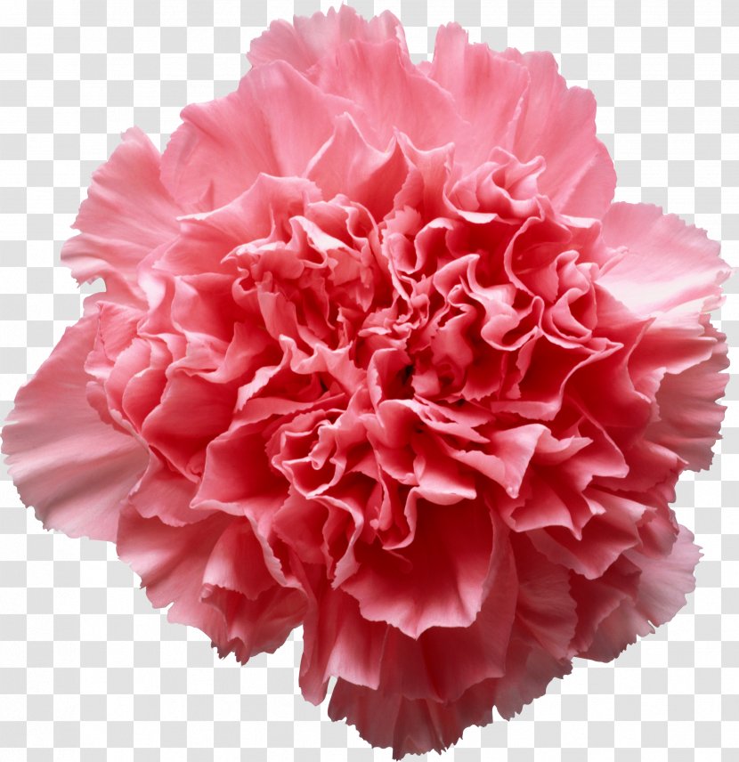 Pink Flowers Carnation Clip Art - Magenta - Onion Transparent PNG