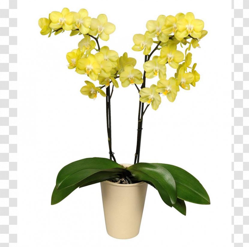 Moth Orchids Cut Flowers Cattleya - Orchid Transparent PNG