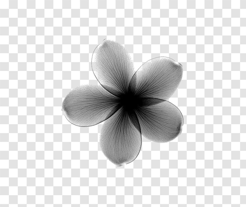 Towel Flower X-ray Frangipani Lilium - Monochrome Photography - Hazy Black Flowers Transparent PNG