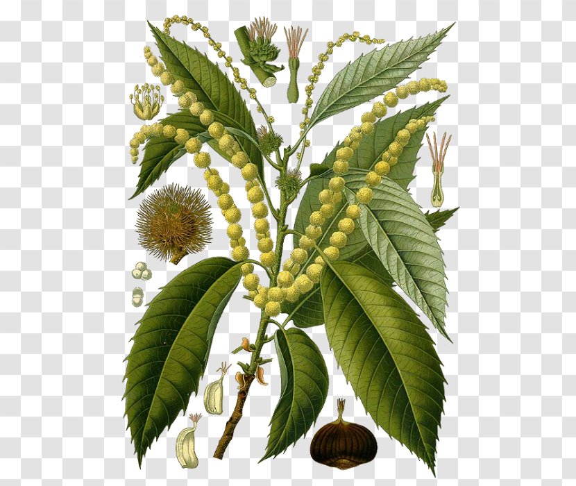 Köhler's Medicinal Plants Sweet Chestnut Botany Botánica III Tree Transparent PNG