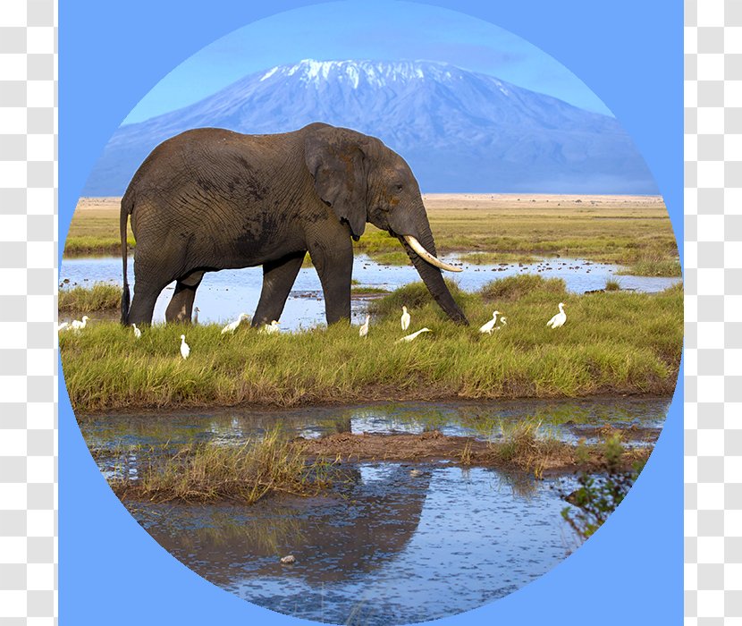 Mount Kilimanjaro Royalty-free Photography Mountain - Indian Elephant Transparent PNG