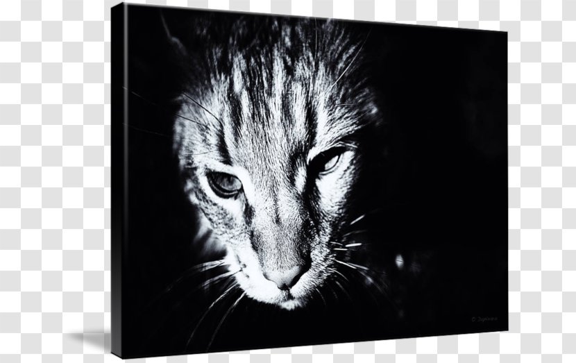 Black And White Whiskers Kitten Cat Photography - Like Mammal Transparent PNG