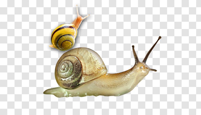 Sea Snail Orthogastropoda Slug Cosmetics - Walking Transparent PNG