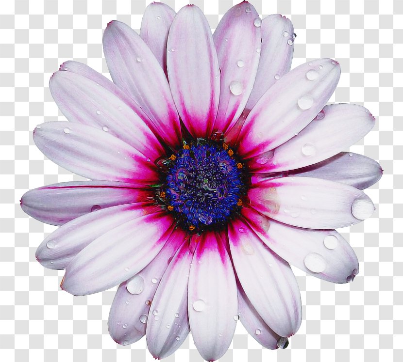 Flowers Background - Daisy - Wildflower Annual Plant Transparent PNG