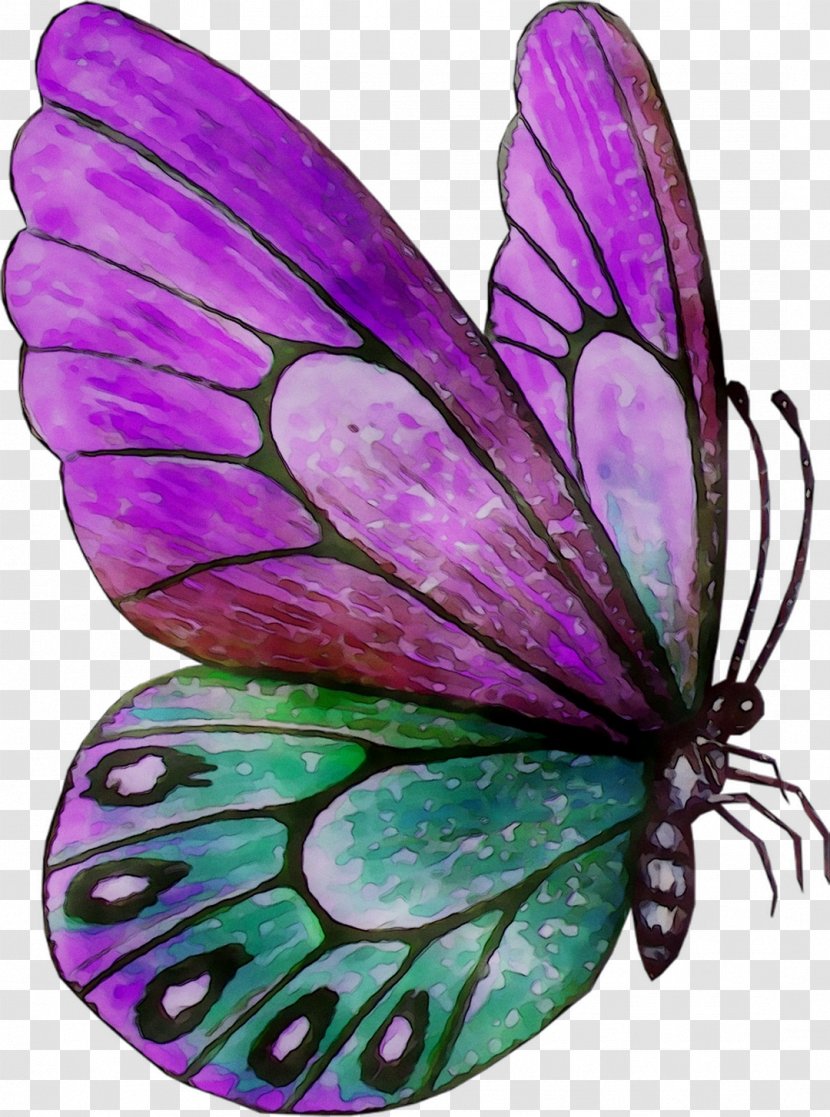 Monarch Butterfly Brush-footed Butterflies Moth Purple Fairy - Insect - Violet Transparent PNG