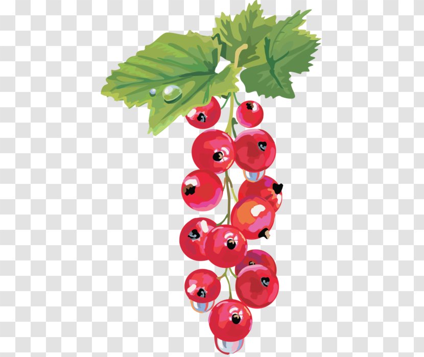 Zante Currant Redcurrant Blackcurrant Berry - Plant Transparent PNG