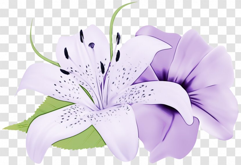 Purple Watercolor Flower - Iris Lily Family Transparent PNG