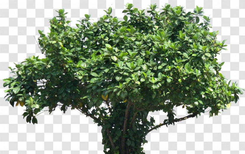 Tree Subtropics Barringtonia Asiatica - Deciduous Leaves Transparent PNG