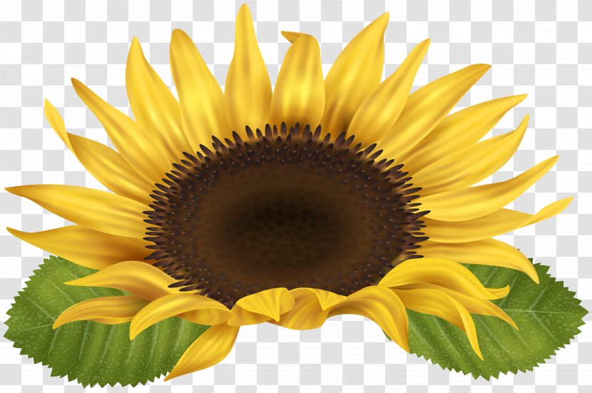 Clip Art - Yellow - Sunflower Image Transparent PNG