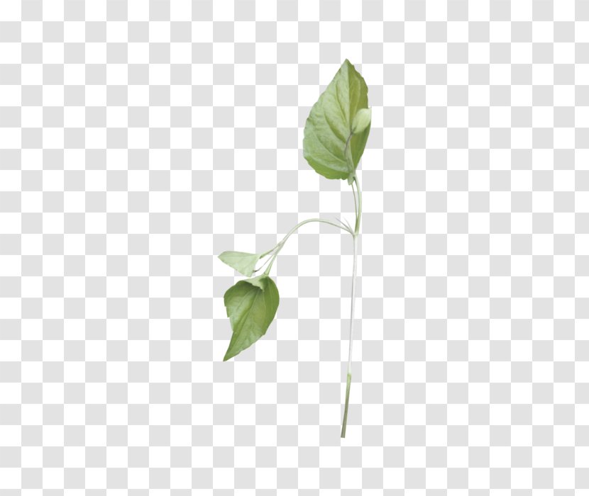 Arum Lilies Plant Stem Twig Leaf Plants - Flowering - Leaves Photosynthetic Function Transparent PNG
