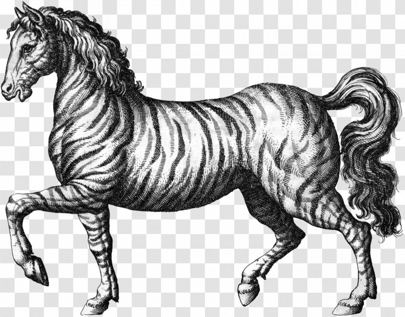 Tiger Mustang Stallion Quagga Mane - Vertebrate Transparent PNG