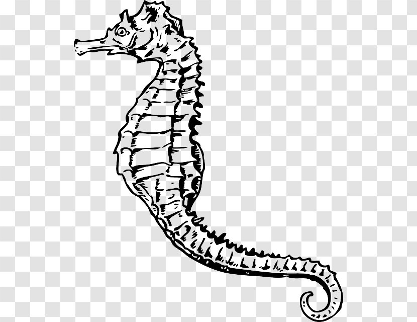 Seahorse Drawing Clip Art - Line - Vas Transparent PNG