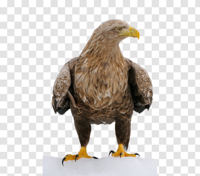 Bird Decorah Bald Eagles Character Structure - Eagle Transparent PNG