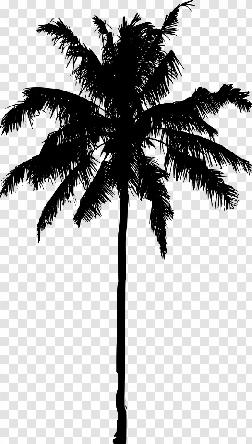 Arecaceae Silhouette Photography - Plant - Palm Tree Transparent PNG