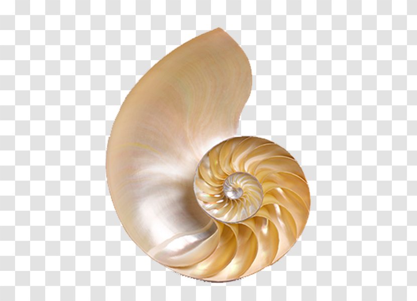 Chambered Nautilus Seashell Conchology Icon - Silhouette - Sea Shells Transparent PNG
