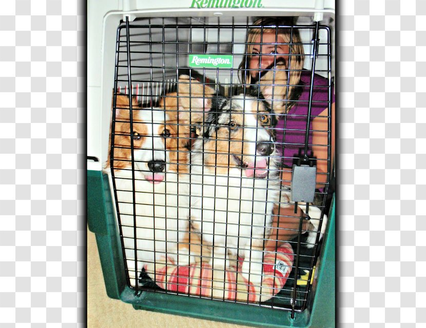 Dog Crate Cage Window Animal Shelter - Corgi Transparent PNG