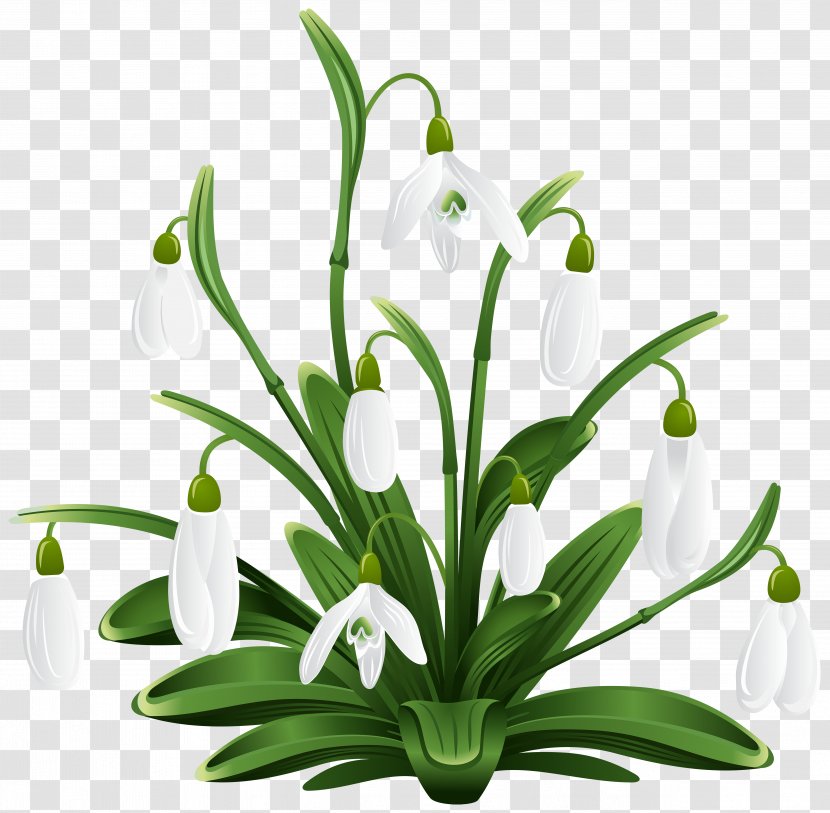 Snowdrop Royalty-free Photography Clip Art - Galanthus Transparent PNG