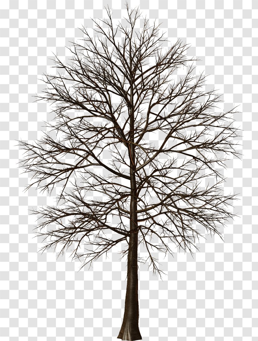 Larch Pine Tree Clip Art - Black And White Transparent PNG