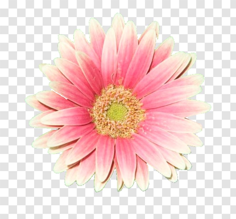 Flower Rose Pink Clip Art - Chrysanths - Daisy Transparent PNG