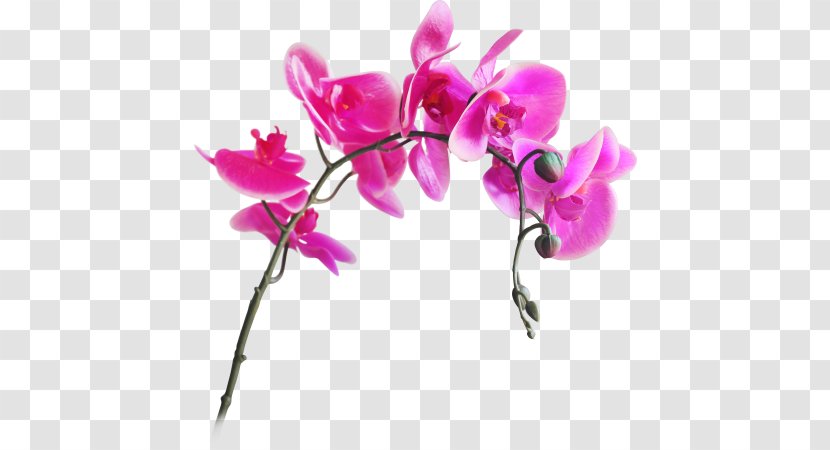 Moth Orchids Artificial Flower Cut Flowers - Branch Transparent PNG