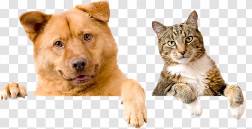 Dog Humane Society Animal Shelter Cat Pet Transparent PNG