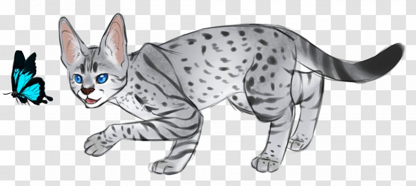 Wildcat Kitten Tabby Cat Mammal - Canidae - Y Transparent PNG