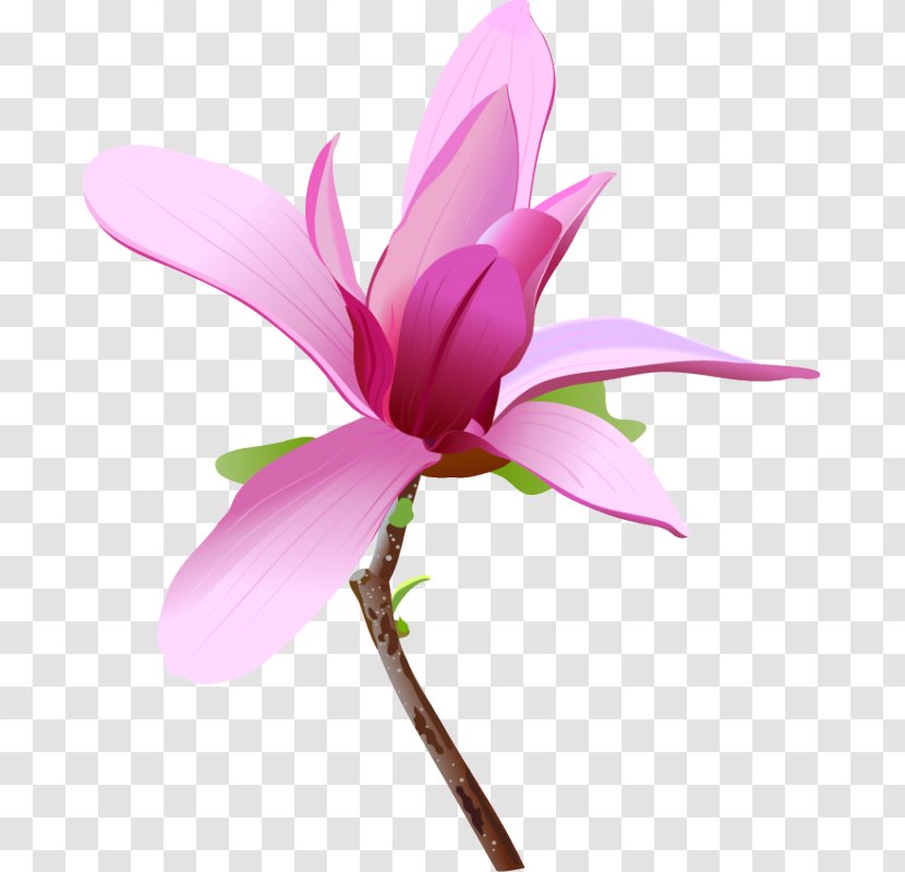 Flower Clip Art - Magnolia Family Transparent PNG