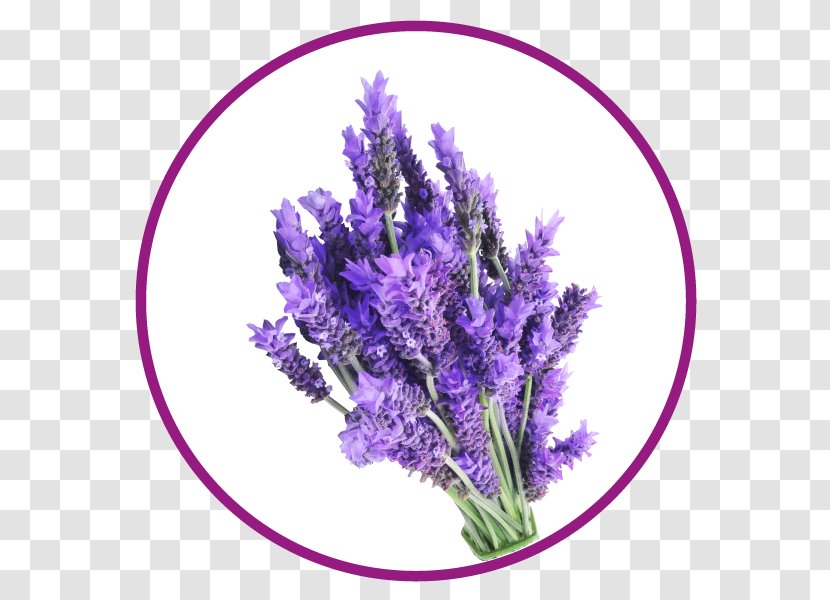 English Lavender French Plant Cut Flowers Transparent PNG