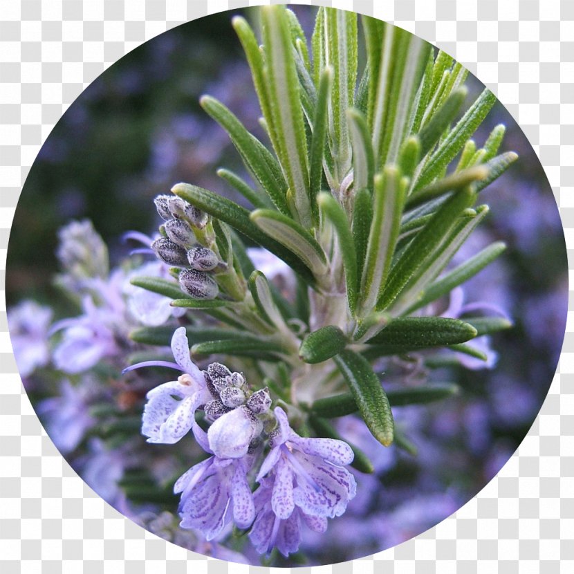 Rosemary Herb Köhler's Medicinal Plants Verbenone Oil - Nutmeg Transparent PNG