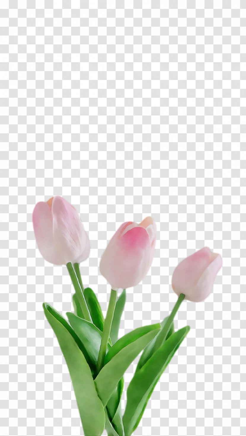 Plant Stem Cut Flowers Tulip Bud Petal Transparent PNG