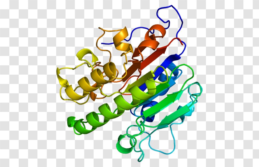 AP Endonuclease APEX1 Protein DNA-(apurinic Or Apyrimidinic Site) Lyase Gene - Cartoon - Heart Transparent PNG