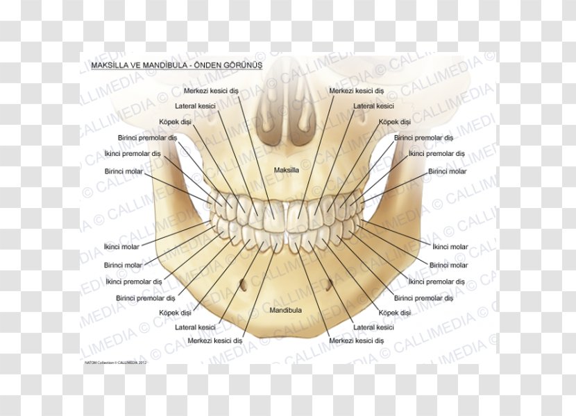 Maxilla Mandible Anatomy Bone Human Tooth - Frame - Anatomi Transparent PNG