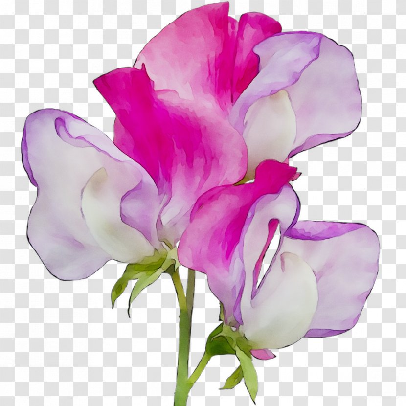 Broad-leaved Sweet Pea Cut Flowers Plant Stem Moth Orchids - Rtv Pink Transparent PNG
