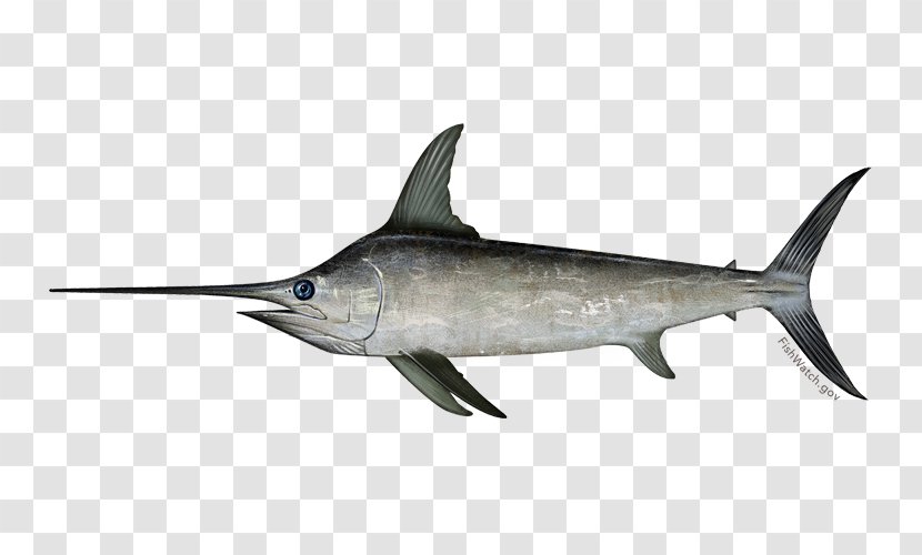 Swordfish Marlin Fishing Atlantic Mackerel Fishery - Billfish Transparent PNG