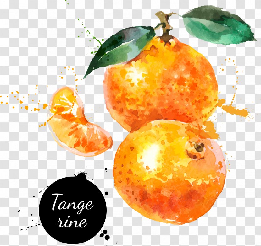 Watercolor Painting Drawing Tangerine - Orange - Hand-painted Oranges Transparent PNG