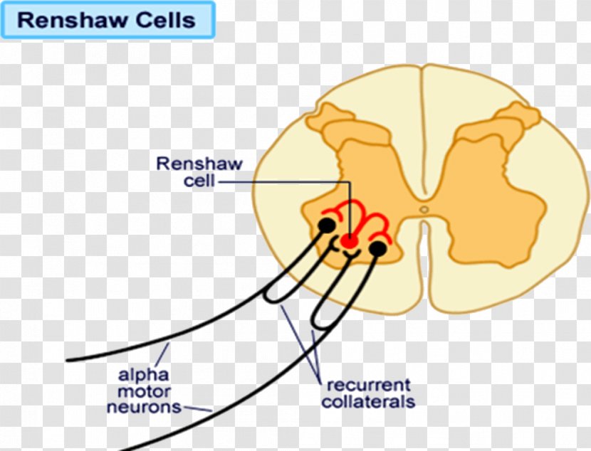 Renshaw Cell Motor Neuron Negative Feedback - Tree - Medical Cells Transparent PNG