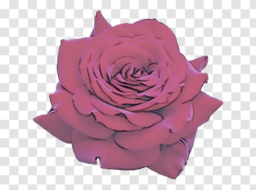 Garden Roses - Petal - Plant Violet Transparent PNG