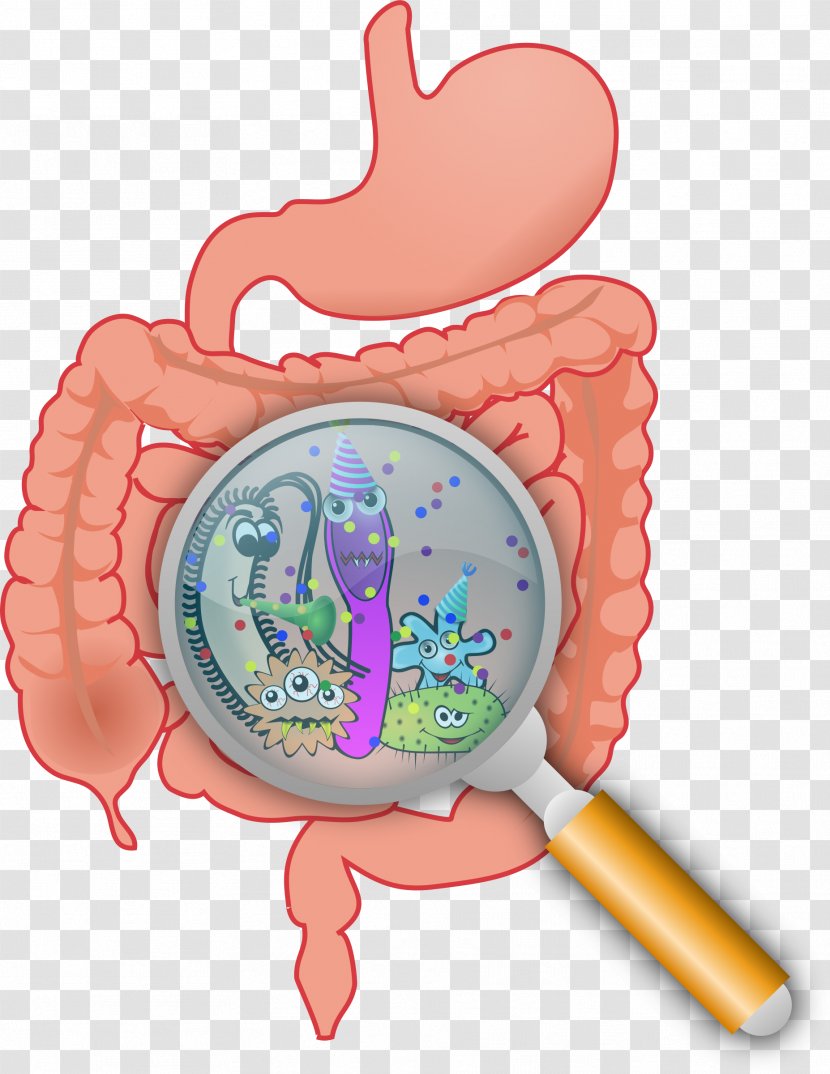 Gut Flora Gastrointestinal Tract Microbiota Bacteria Large Intestine - Heart - Organs Transparent PNG