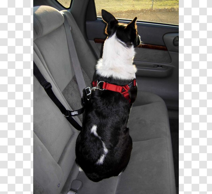 Boston Terrier Dog Breed Leash - Group - In Car Transparent PNG